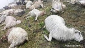 More than 40 goats, sheep killed due to lightning in Banihal