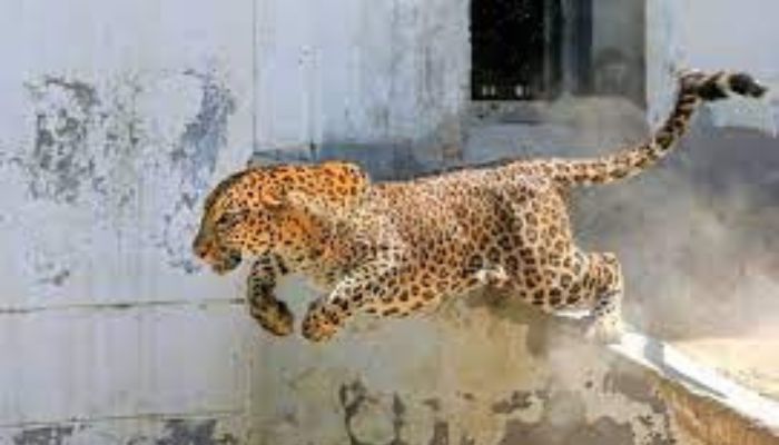 Minor killed in leopard attack in Rajwar area of Handwara